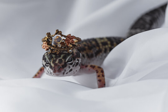 Leopard gecko with crown jewelry on white fabric