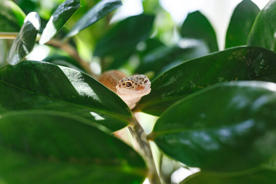 Leopard gecko peeking through green leaves in sunlight