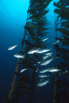 Kelp bass in kelp canopy.