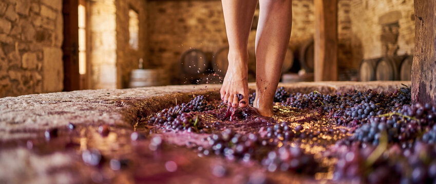 Barefoot grape stomping in rustic winery cellar during traditional harvest and wine making experience