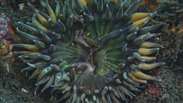 Close view of greenhorn anemone mouth region.