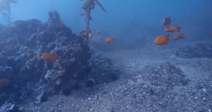Large group of garibaldis.