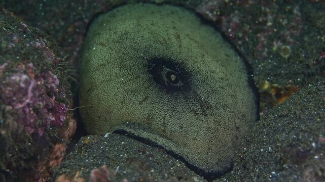 Keyhole limpet respiration and excretion outlet.