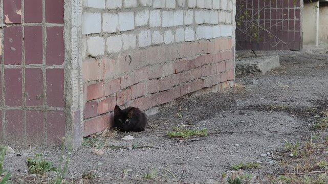 Medium shot of a small black stray kitten huddling at the corner of an old brick building. The tiny feline is dirty and sits alone on the ground in an urban alley, looking around cautiously.