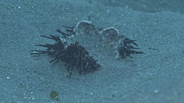 Remains of sea urchin on seabed.