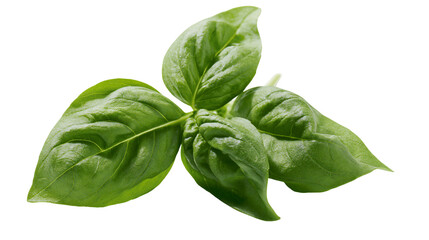 Obraz premium Fresh green basil leaves, isolated on transparent background