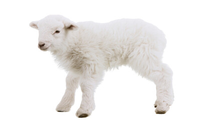 Fluffy white lamb standing, isolated on transparent background © Emilia