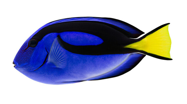 Vibrant blue tang fish with black stripes and yellow tail, isolated on transparent background