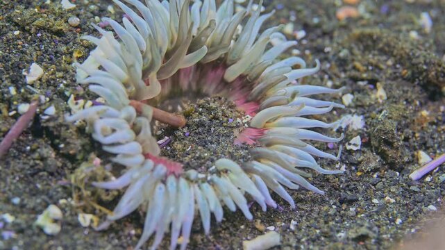 Sea anemone with much debris in central mouth area.