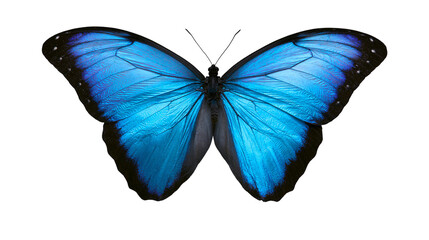 Fototapeta premium Vibrant blue morpho butterfly with black edges, isolated on transparent background