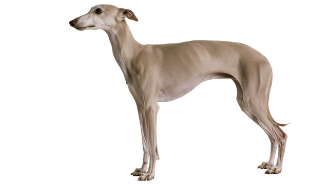 Slender fawn whippet dog standing elegantly, isolated on transparent background
