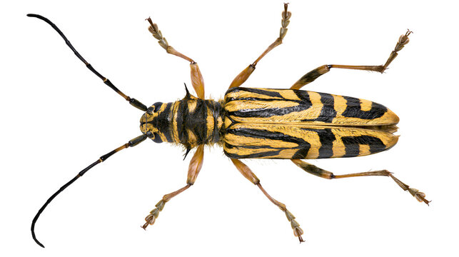 Striped longhorn beetle with yellow and black pattern, isolated on transparent background