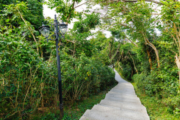 Naklejka premium Concrete stairway descending through dense green forest with lamp