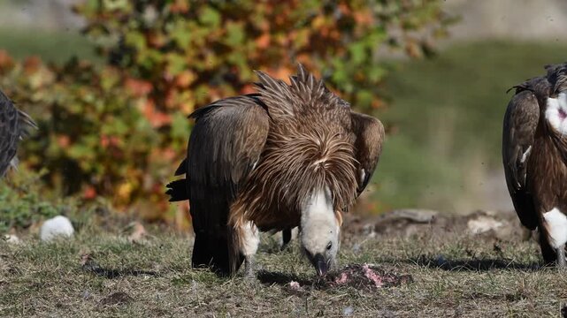 cinereous vultures (Aegypius monachus) and griffon vultures (Gyps fulvus) feeding in the wild