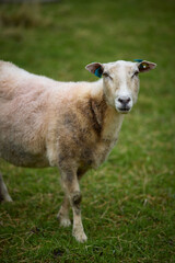 Fototapeta premium Sheep stands in a grassy field during the day, looking at the camera while surrounded by nature and greenery