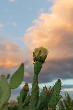 Yellow cactus bloom with sunset background