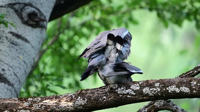 Common Wood Pigeon (Columba palumbus) Mating During Breeding Season in the Wild. Slow Motion.