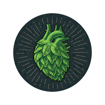 A hop cone like a human anatomy heart. Vector vintage engraving illustration on dark circle with rays. Advertising design for coaster