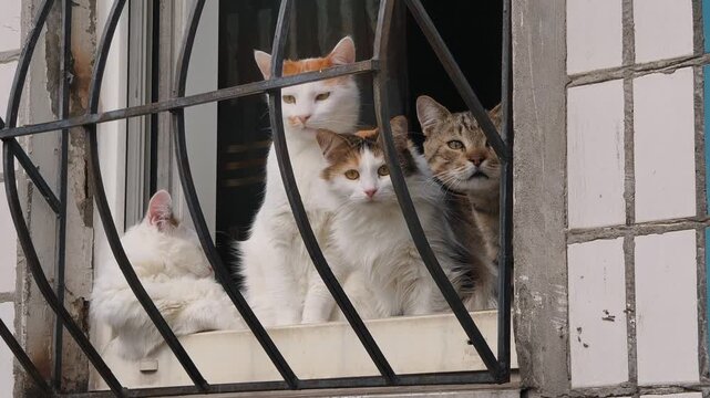 Close-up zooms in on four domestic cats of different colors including white calico and tabby. They sit behind a metal grate on a windowsill looking outside.