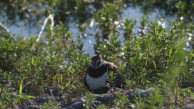 Northern Lapwing Parent Warming Chicks on Lakeshore in Slow Motion