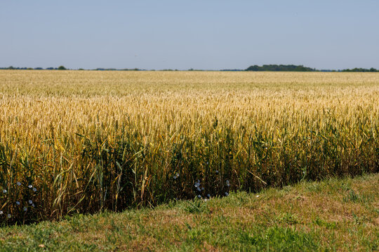 Beautiful crop field. summer sunset panorama around
