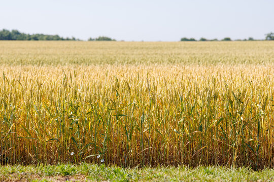 Beautiful crop field. summer sunset panorama around