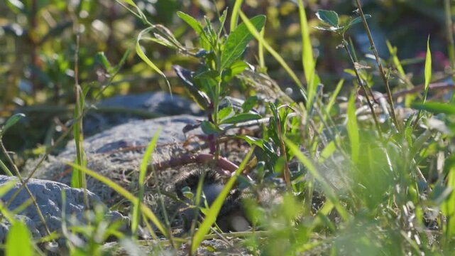 Northern Lapwing Chick Vanellus vanellus in the Wild