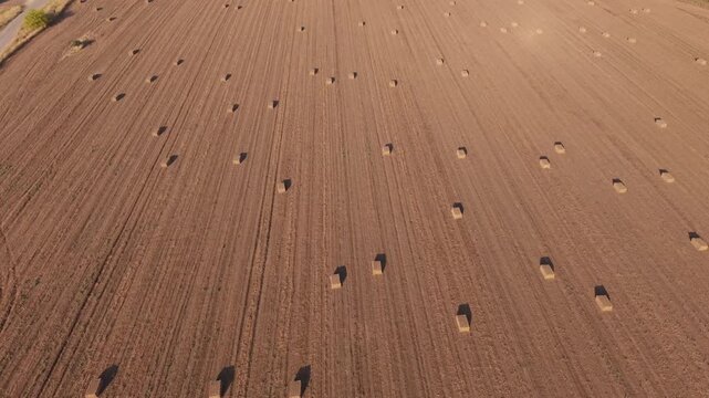 Aerial view of harvested agricultural field with scattered hay bales and crop rows, showcasing sustainable farming, seasonal harvest, rural landscape, food production, agriculture in Israel and countr