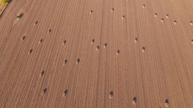 Aerial view of harvested agricultural field with scattered hay bales in Israel, highlighting crop rows, sustainable farming, rural landscape, seasonal harvest and food production