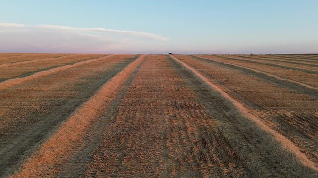 Plan horizontal par drone survolant un champ de bl&eacute; fra&icirc;chement moissonn&eacute; aux lignes sym&eacute;triques.