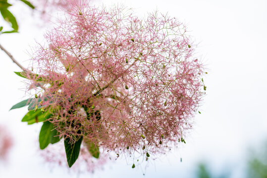 Pink smoke tree blossoms in full bloom with soft fluffy flower clusters