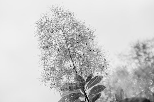 Pink smoke tree blossoms in full bloom with soft fluffy flower clusters