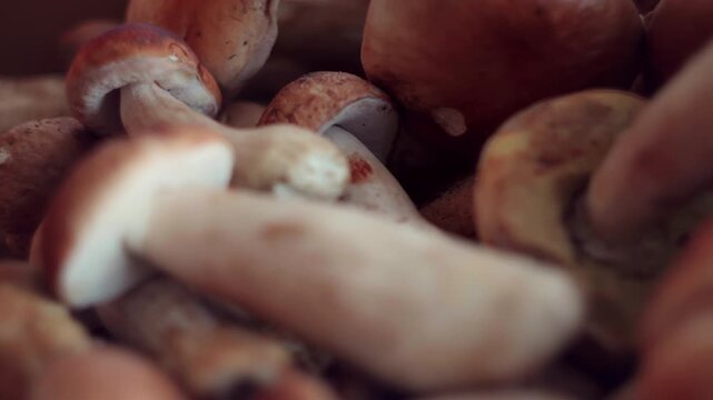Freshly picked porcini mushrooms close up showing edible raw food ingredients ready for cooking a healthy vegetarian meal