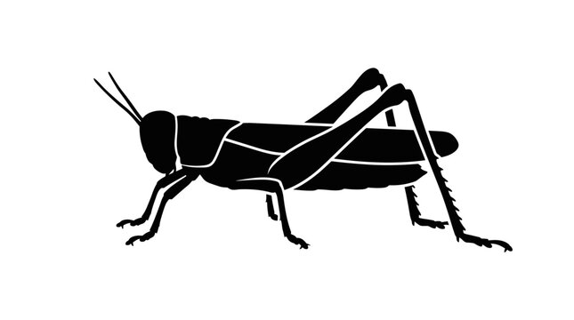 Black Grasshopper Silhouette Vector Illustration on White Background