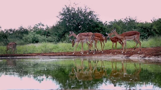 Small group of Common impala drinking front view in waterhole in Greater Kruger National park, South Africa ; Specie Aepyceros melampus family of Bovidae