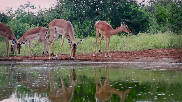 Small group of Common impala drinking front view in waterhole in Greater Kruger National park, South Africa ; Specie Aepyceros melampus family of Bovidae