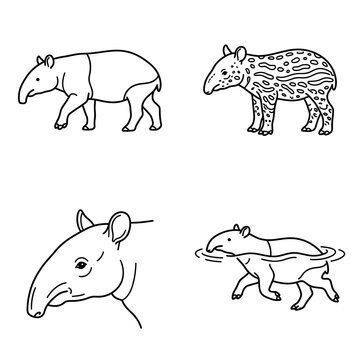 Tapir Illustrations: Adult, Baby, Portrait, and Swimming