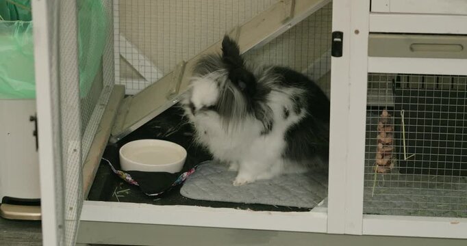 Fluffy black and white lionhead rabbit inside an indoor hutch