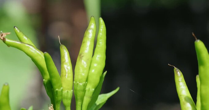 Bright green Thai chili peppers grow on a plant