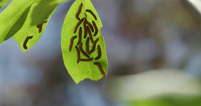 Caterpillars gather together while feeding on a single leaf