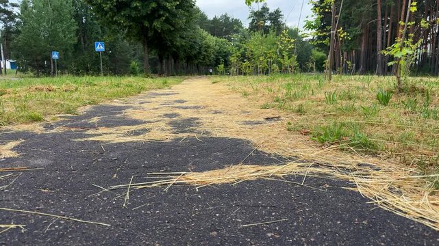 A paved asphalt path covered in scattered dry yellow straw leading into a green park with trees and pedestrian signs. park path, dry hay, summer outdoors