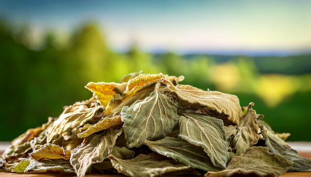 Pile Of Dried Mullein Leaves For Herbal Tea With Blurred Natural Green Background Close Up
