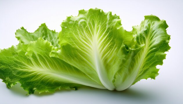 Green Lettuce Leaf Isolated Without Shadow