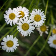 Obraz premium daisies in the forest