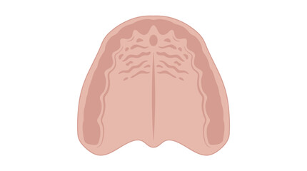 Human Hard Palate Vector Illustration © Dhiyak