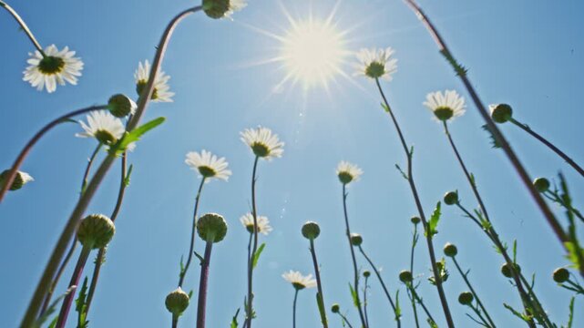 Daisies dancing under the bright sun in a clear blue sky