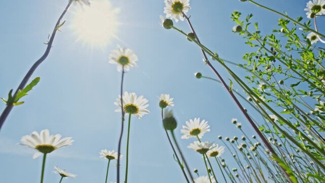 Blooming daisies dance under the warm sun on a beautiful spring day