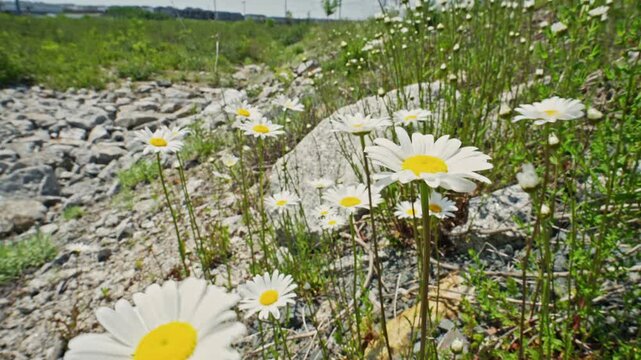 Daisies dance under the sun near a rocky shore in a vibrant spring day