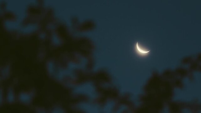 Tokyo, Japan - July 11, 2026: Half moon with earthshine shining between branches at dawn