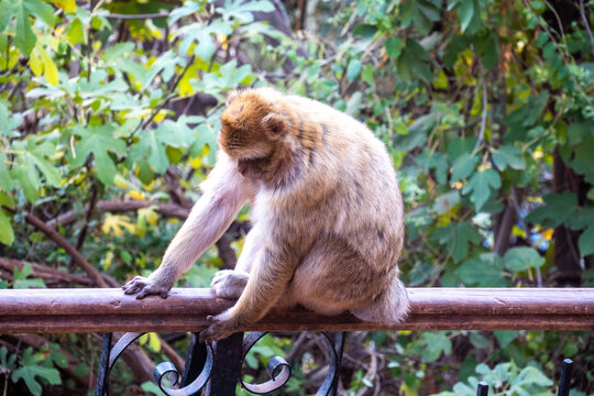 Barbary macaque (Macaca sylvanus) sitting on a fence at Ouzoud Falls, Morocco